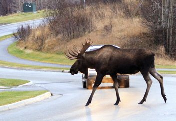 Business Insider (Германия): спустя 78 лет после «забытой» битвы времен Второй мировой войны вооруженные силы США наращивают свое присутствие в «самом важном стратегическом месте»