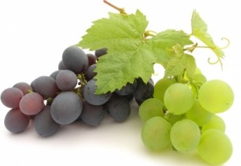 Жүзімнің пайда болуы