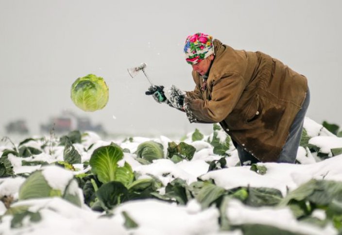 Сарапшы: Ауыл шаруашылығы кәсіпкерлеріне жағдай жасалмаған