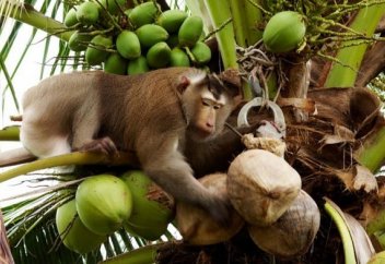 Кокос сүтін өндірушілерді маймылдардың еңбегін қанап, құлша жұмысқа жекті деп айыптауда