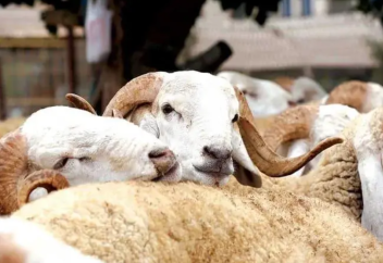 Правительство Марокко выделяет 3,172 миллиарда дирхамов на прямую помощь животноводам