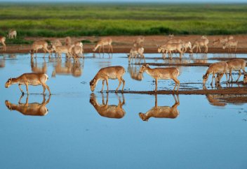 Численность сайгаков в Казахстане превысила 800 тыс. голов