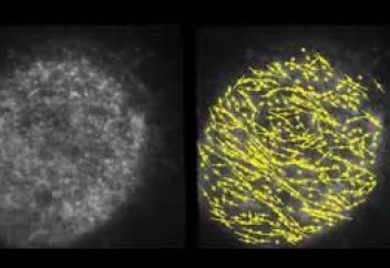 Ұрықтан дененің қалыптасуының алғашқы сәті таспаға тартылып қалды (видео)