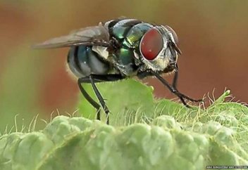 Шыбынның бактерияның қанша түрін тарататыны белгілі болды