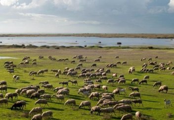 Төрт бірдей ауыл халқы жайылым жерінің Өзбекстанға өтуіне қарсы наразылық білдірді (Видео)