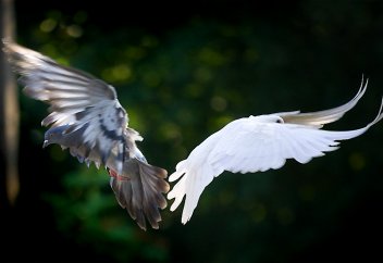 Идеалды мемлекет концепциясы қандай?