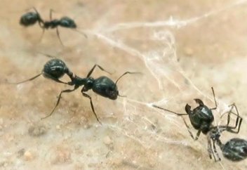 Жанкешті құмырсқалар ұяласын өрмекші торынан қалай құтқарды (видео)