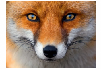 Как себя вести в конфликтной ситуации? Стратегия "Лиса"