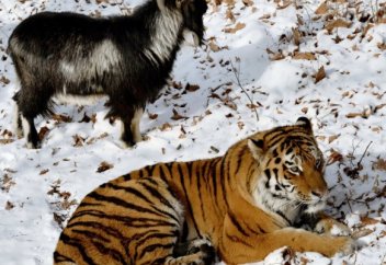 Жануарлар әлемі: Ешкіден жолбарыстың беті қайтып қалды (видео)