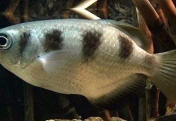 Сумен оқ ататын балық (видео)