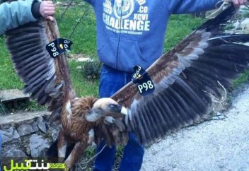 В Ливане задержали необычного израильского шпиона