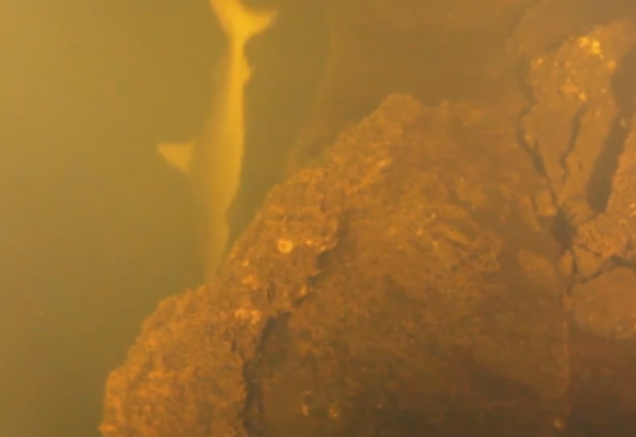 Живые акулы в жерле действующего вулкана… мир поражен (видео)