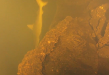 Живые акулы в жерле действующего вулкана… мир поражен (видео)