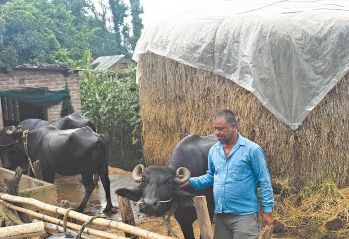 Схема Мурра по выращиванию буйволов стоимостью 340 миллионов рупий не увенчалась успехом у фермеров в Карнали