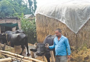 Схема Мурра по выращиванию буйволов стоимостью 340 миллионов рупий не увенчалась успехом у фермеров в Карнали