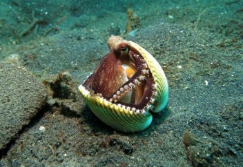 Биологи призывают остановить промышленное выращивание осьминогов