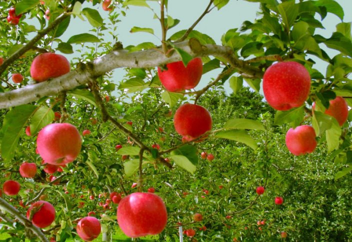 Иран экспортировал 700 000 тонн яблок в прошлом 1396 иранском календарном году