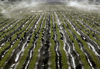 Әлемді микробтармен құтқарудың жолы табылды