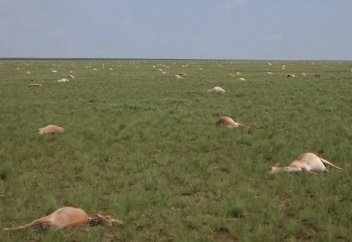 Ученые нашли причину гибели 200 тыс. сайгаков в Казахстане