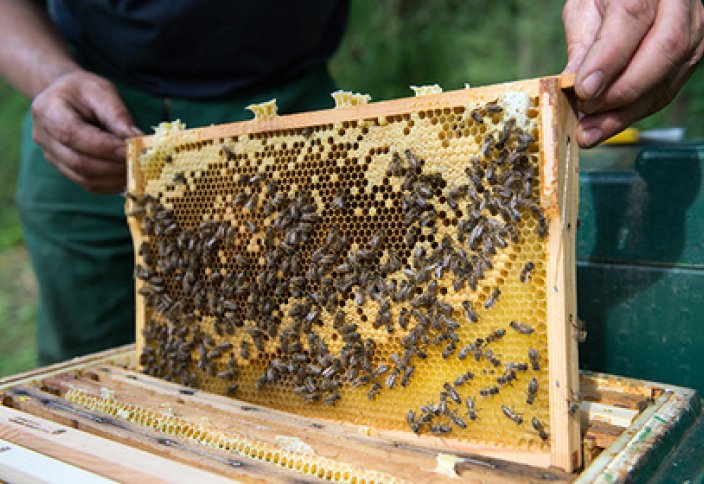 Найдена причина вымирания пчел