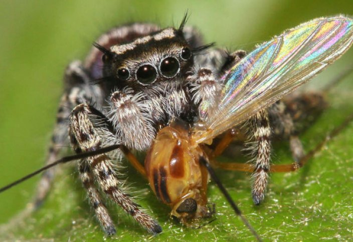 Пауки ежегодно съедают две массы всех взрослых людей Земли