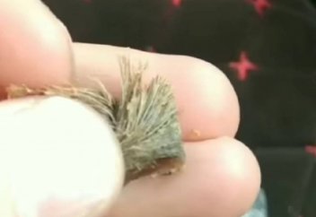 Алматинец нашел шерсть в самсе. Что делать в таких случаях?