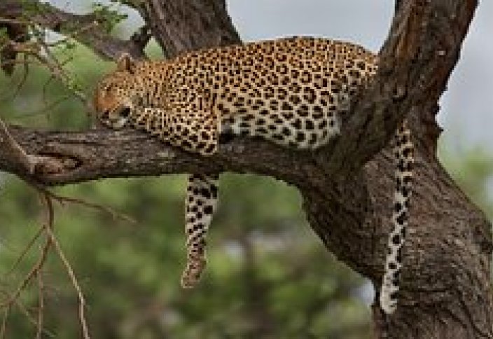 В одной стране объявили о нашествии «несуществующих» хищников