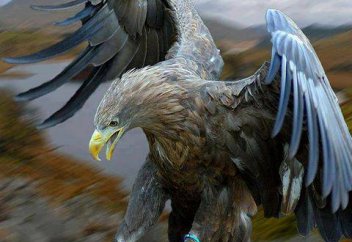 Қыранның қазасы