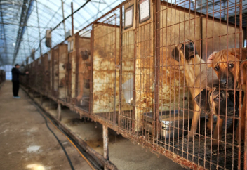 Оңтүстік Кореяда ит етін тұтынғандар енді қылмыстық жауапкершілікке тартылады