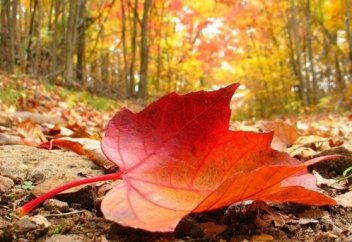 Оймақтай ой