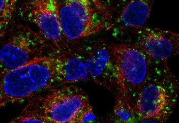 Адам қанындағы липидтер деңгейін  төмендетудің жолы табылды