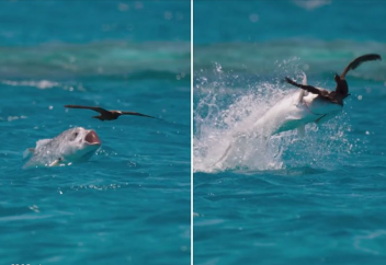 Құс аулайтын балық (видео)