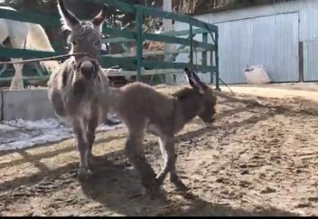 Депутат парламента требует закрыть китайскую ослиную ферму