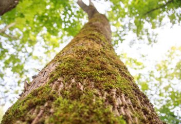 Ағаш түрлері жойылып барады. Салдары қандай?