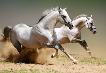 Неге жылқы малы құрбандыққа шалынбайды?