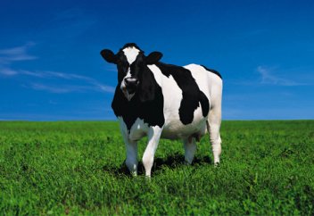 Ірі қараны бірігіп шалғысы келген 7 адамның бірі ақиқа құрбанына ниет етсе, ол жарамды ма?