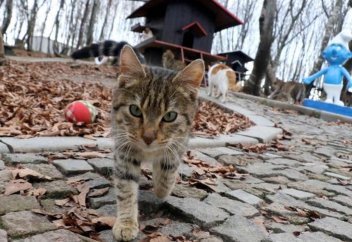 Мұсылман еліндегі мысықтар қалашығы (фото+видео)