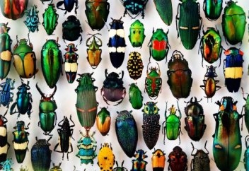 Жәндіктер жойылып барады, бұл адамзатты апатқа ұшыратады – The Guardian