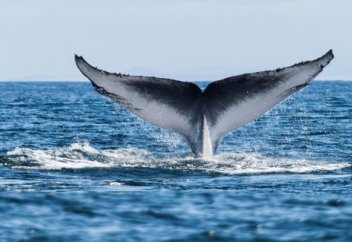 Тұңғиыққа тұла бойымен тік тұрған киттің құпиясы (видео)