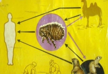 Елімізде қандай дертке қарсы екпе әзірленеді