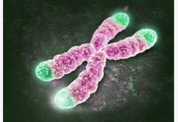 Ғұмырды ұзартудың (хромосомның ұшын стимуляциялау) тағы бір тәсілі табылды