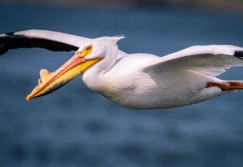 Бірқазан неге азайып барады?