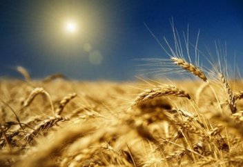 Климаттың өзгеруінен жоғалатын азық-түлік түрлері