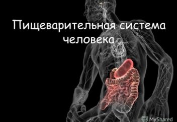 Пищеварительная система человека (за 14 минут)