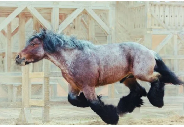 Брабансоны: Конь, который не пропускал день ног. Гора мышц, способная перевозить тяжелейшие грузы (фото)