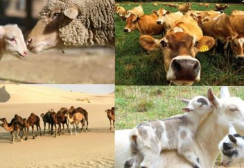 І. Закяат с Домашних животных