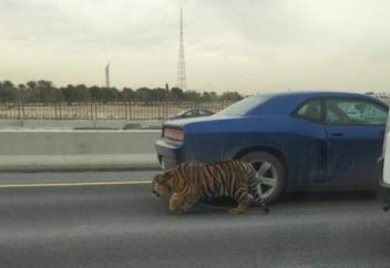 Жануарлар әлемі: Көшe кeзгeн жолбарыс (ВИДЕО)