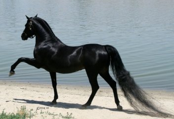 Керемет нашид "Жәннәт".