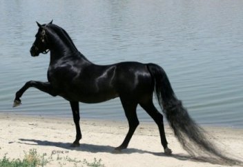 Жануарлар әлемі: Сұлулығымен таңдандырған сәйгүліктер (фото)