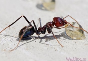 Құмырсқа және Ибраһим пайғамбар